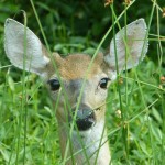 deer-981211_640