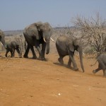 elephants-474759_640